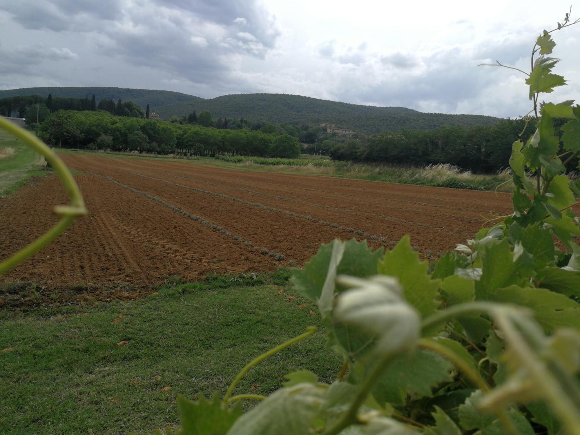 Claudia Vacanza Toscana - Appartamento Melograno -10 Min Da Siena Sovicille Habitación foto