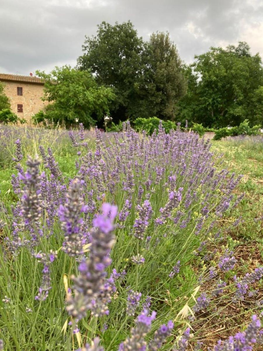 Claudia Vacanza Toscana - Appartamento Melograno -10 Min Da Siena Sovicille Exterior foto